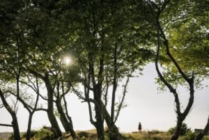 ownership inquiry for number