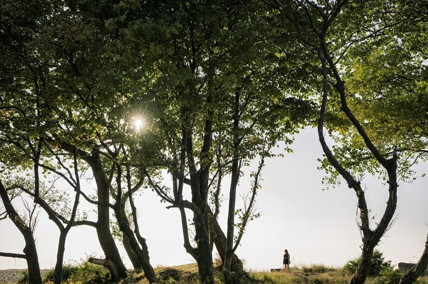 phone number ownership lookup